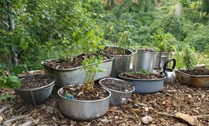 Grow using any old container you can find!