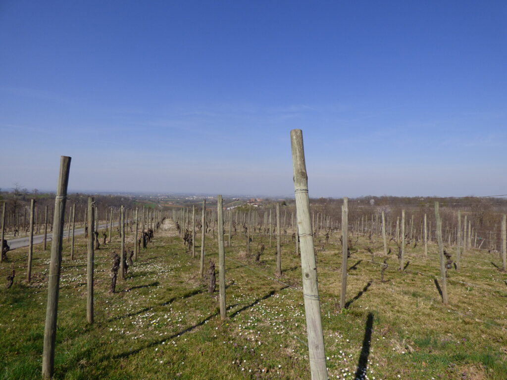 The view from La Stoppa vineyard