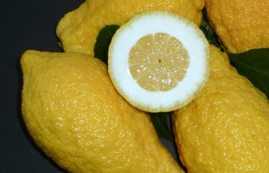 Cedro - citrus fruit of Calabria